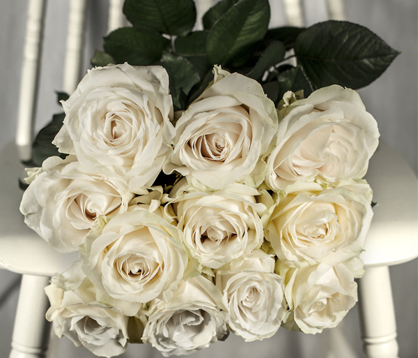 Valge roos Valge roos