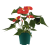 Flamingolill ümbrispotis 